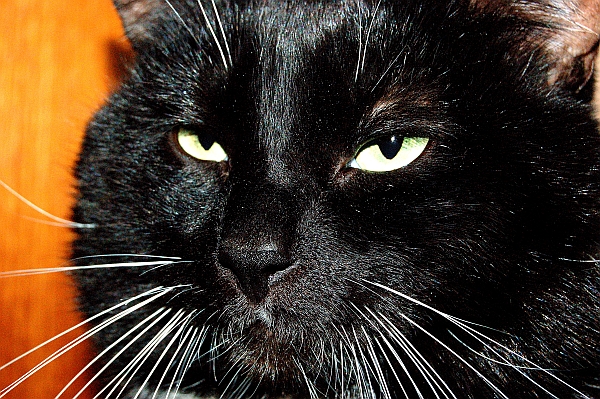 The maturing Shrimper cat.